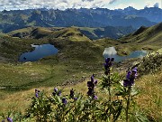 39 Fiori di aconito napello (Aconitum napellus) con vista sui laghi di Ponteranica